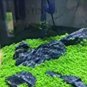 500 PCS Seeds Aquarium Glossostigma Hemianthus Callitrichoides Bonsai Water Grass Mini
