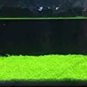 500 PCS Seeds Aquarium Glossostigma Hemianthus Callitrichoides Bonsai Water Grass Mini