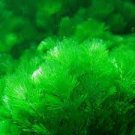 1000 PCS Seeds Aquarium Grass Seeds Aquatic Fish Tank Decor Water Plants 1000 PCS Seeds Aquarium Grass Seeds Aquatic Fish Tank Decor Water Plants