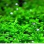 1000 PCS Seeds Aquarium Grass Seeds Aquatic Fish Tank Decor Water Plants