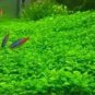 1000 PCS Seeds Aquarium Grass Seeds Aquatic Fish Tank Decor Water Plants