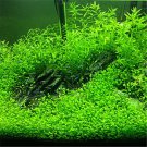 1000 PCS Seeds Aquarium Grass Seeds Water Aquatic Plant 1000 PCS Seeds Aquarium Grass Seeds Water Aquatic Plant