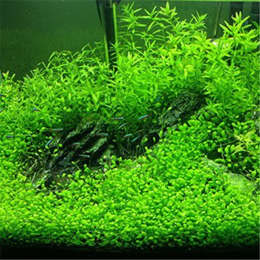 1000 PCS Seeds Aquarium Grass Seeds Water Aquatic Plant