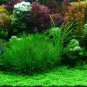 1000 PCS Seeds Aquarium Grass Seeds Water Aquatic Plant
