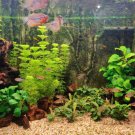 100 PCS Seeds Aquarium Plant Aquarium Water 100 PCS Seeds Aquarium Plant Aquarium Water
