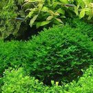 1000 PCS Seeds Aquarium Plant Seeds Fish Tank Moss Fern Aquatic 1000 PCS Seeds Aquarium Plant Seeds Fish Tank Moss Fern Aquatic