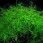 1000 PCS Seeds Aquarium Plant Seeds Fish Tank Moss Fern Aquatic
