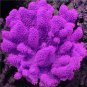 1000 PCS Seeds Aquarium Plant Seeds Fish Tank Moss Fern Aquatic