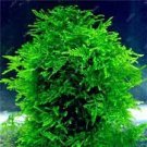 500 PCS Seeds Aquatic Grass Bonsais Colorful Underwater Moss Aquarium Pot Plant Indoor 500 PCS Seeds Aquatic Grass Bonsais Colorful Underwater Moss Aquarium Pot Plant Indoor