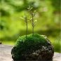 500 PCS Seeds Aquatic Grass Bonsais Colorful Underwater Moss Aquarium Pot Plant Indoor