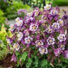 50 PCS Seeds Aquilegia Amethyst. Light Purple Garden Columbine 50 PCS Seeds Aquilegia Amethyst. Light Purple Garden Columbine
