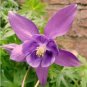 50 PCS Seeds Aquilegia Amethyst. Light Purple Garden Columbine