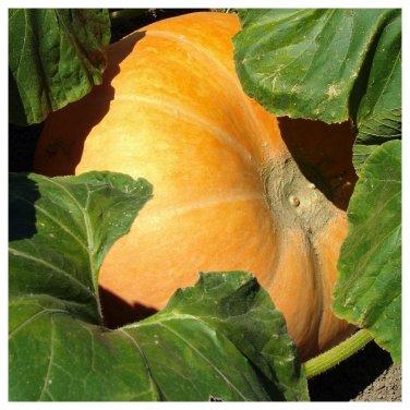 4 PCS Seeds Archaizing Antique Pumpkin