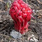 20 PCS Seeds Arcodes Sanguinea Snow Plant 20 PCS Seeds Arcodes Sanguinea Snow Plant
