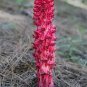 20 PCS Seeds Arcodes Sanguinea Snow Plant