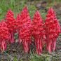 20 PCS Seeds Arcodes Sanguinea Snow Plant