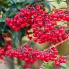 12 PCS Seeds Ardisia Crenata Christmas Coral Berry Ornamental Tree 12 PCS Seeds Ardisia Crenata Christmas Coral Berry Ornamental Tree