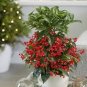 12 PCS Seeds Ardisia Crenata Christmas Coral Berry Ornamental Tree