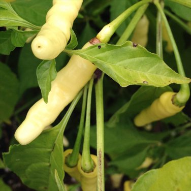 100 PCS Seeds Aribibi Gusano Pepper Bolivian Chili Super Hot Caterpillar Pepper