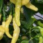 100 PCS Seeds Aribibi Gusano Pepper Bolivian Chili Super Hot Caterpillar Pepper
