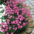 50 PCS Seeds Armeria Maritima Bonsai Thrift