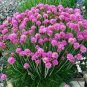 50 PCS Seeds Armeria Maritima Bonsai Thrift