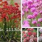 50 PCS Seeds Armeria Maritima Bonsai Thrift