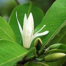 100 PCS Seeds Aromatic Michelia Alba Flower Magnolia Bonsai Plant