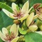 100 PCS Seeds Aromatic Michelia Alba Flower Magnolia Bonsai Plant