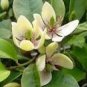 100 PCS Seeds Aromatic Michelia Alba Flower Magnolia Bonsai Plant