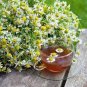 50 PCS Seeds Aromatic plants Fruity Aroma Chamomile