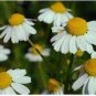 50 PCS Seeds Aromatic plants Fruity Aroma Chamomile