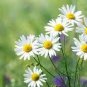 50 PCS Seeds Aromatic plants Fruity Aroma Chamomile