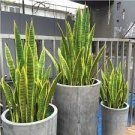 300 PCS Seeds Artificial Succulent Agave Sansevieria Trifasciata Bonsai