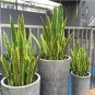 300 PCS Seeds Artificial Succulent Agave Sansevieria Trifasciata Bonsai
