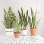 300 PCS Seeds Artificial Succulent Agave Sansevieria Trifasciata Bonsai