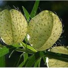 10 PCS Seeds Asclepias Physocarpa Bonsai Balloon Flower 10 PCS Seeds Asclepias Physocarpa Bonsai Balloon Flower
