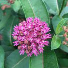 30 PCS Seeds Asclepias purpurascens Purple Milkweed 30 PCS Seeds Asclepias purpurascens Purple Milkweed