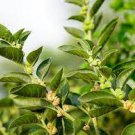 100 PCS Seeds ashwagandha 100 PCS Seeds ashwagandha