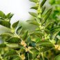 100 PCS Seeds ashwagandha