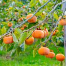 100 PCS Seeds Asian Persimmon