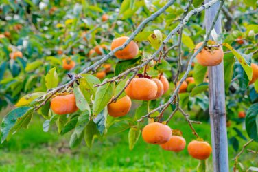 100 PCS Seeds Asian Persimmon