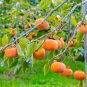 100 PCS Seeds Asian Persimmon
