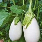 100 PCS Seeds Asian White Eggplant 100 PCS Seeds Asian White Eggplant