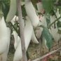 100 PCS Seeds Asian White Eggplant