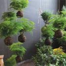 20 PCS Seeds Asparagus setaceus Perennial