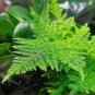 20 PCS Seeds Asparagus setaceus Perennial
