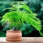 20 PCS Seeds Asparagus setaceus Perennial