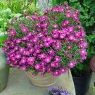 100 PCS Seeds Aster Novi-belgii Flower Home Garden