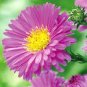 100 PCS Seeds Aster Novi-belgii Flower Home Garden